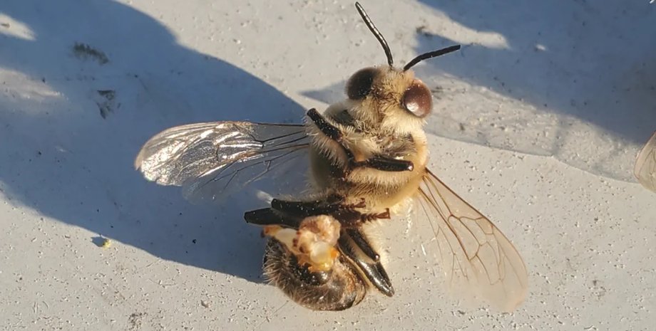 самка и самец пчел пчелы спаривание