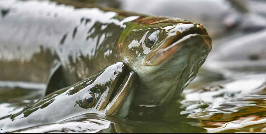 угри, массовая гибель угрей