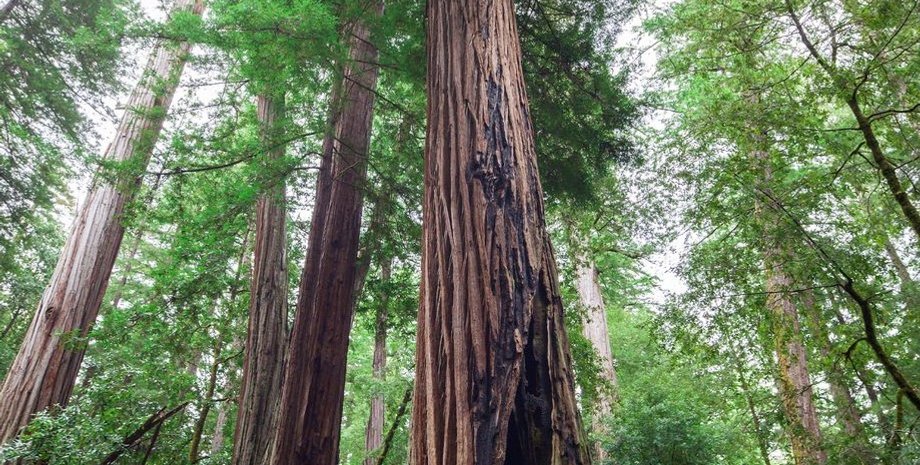 дерево, обугленное дерево, секвойи