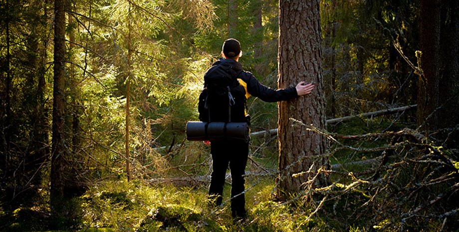 Мужчина нашел в лесу машину из фильмов о Гарри Поттере, курьезы, интересные находки, раритетные машины