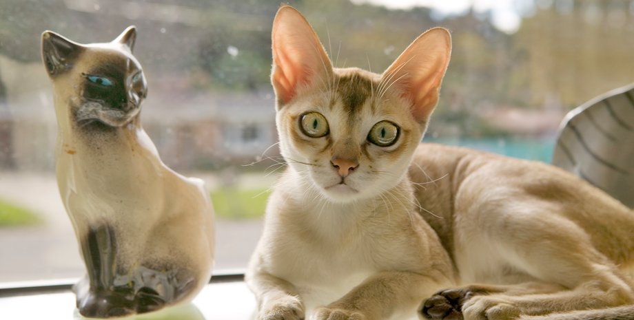 Сингапурская кошка