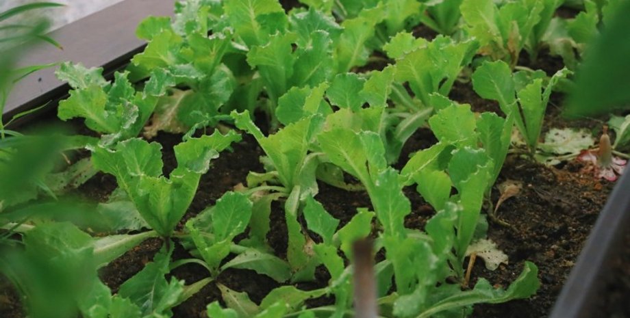 растения, грядка, огород