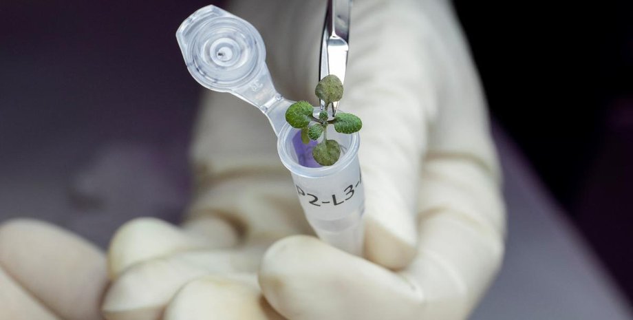 пробирка, растения, ножницы, перчатки, фото