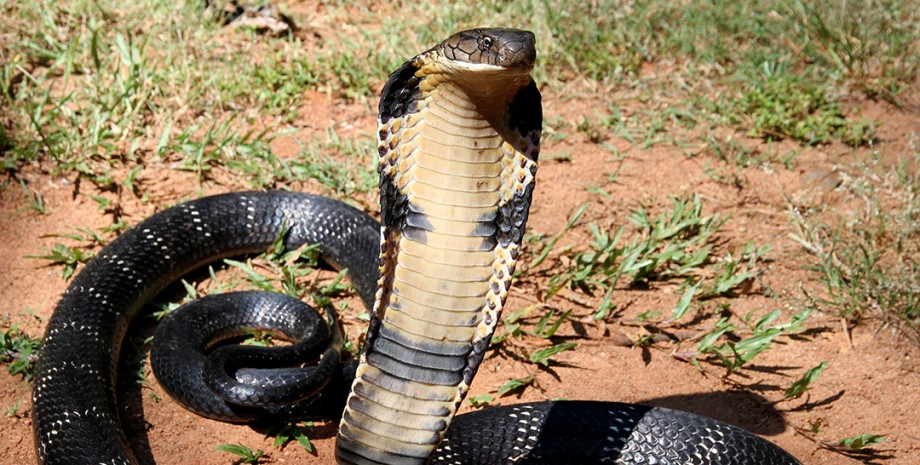 2-летний ребенок из Индии укусил кобру кобра