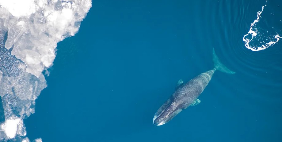 довголіття гренландського кита