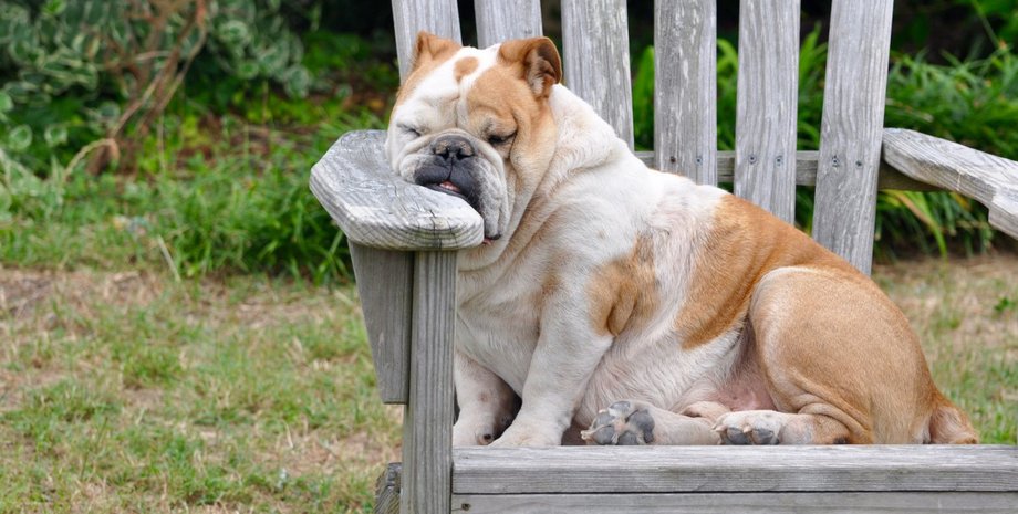 Фото: pxhere.com