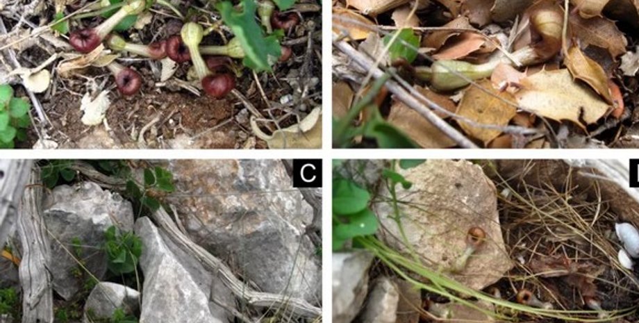 Aristolochia microstoma