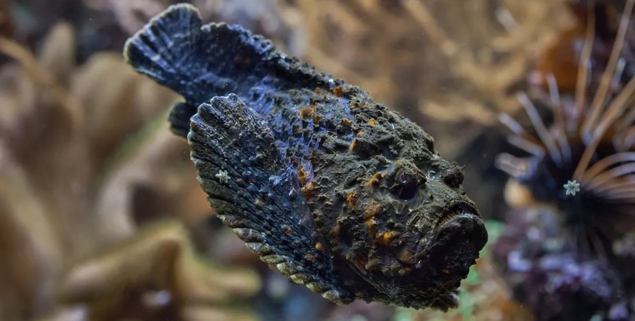 рыба камень, каменная рыба