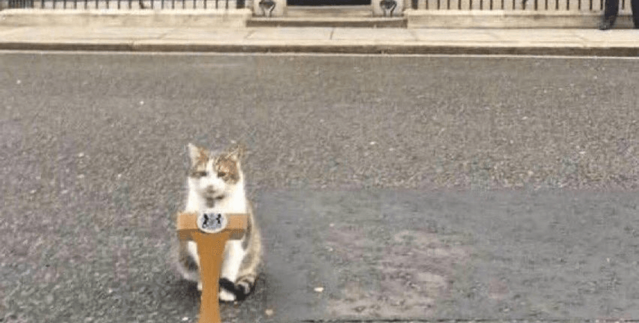 кот ларри фото,ларри британия кот, фото кота ларри