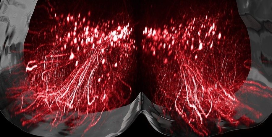 спинний мозок