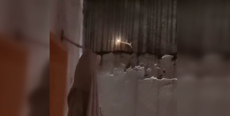 Ящірка з хвостом, що світиться