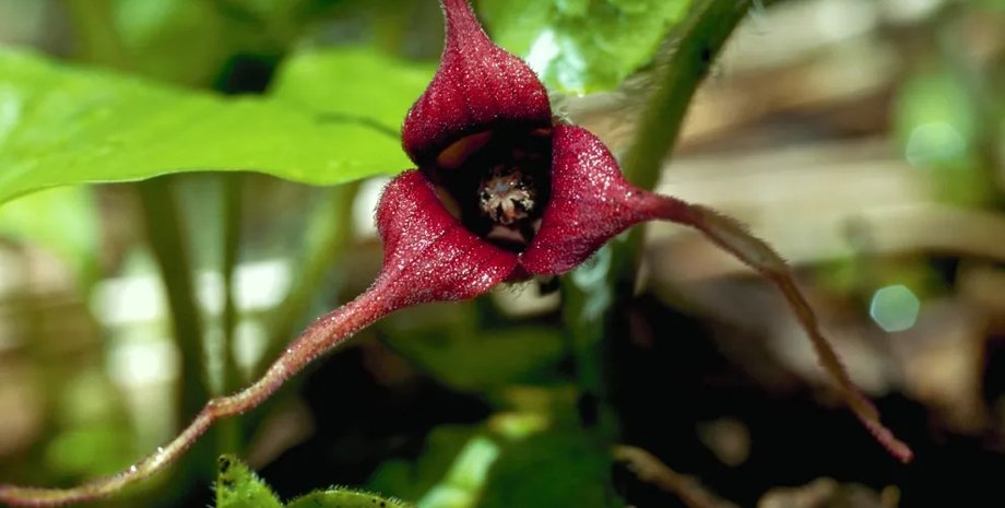 дикий имбирь