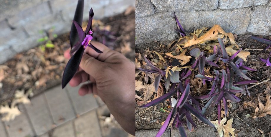 Фиолетовое растение с мясистыми листьями у каменной стены, похожее на традесканцию бледную