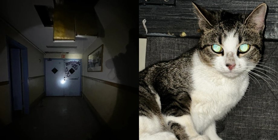 Темний коридор покинутої лікарні з графіті на дверях, де міський дослідник помітив кошеня