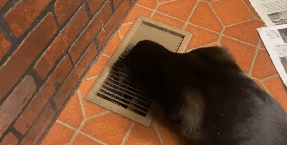 Ведмідь оселився у підвалі