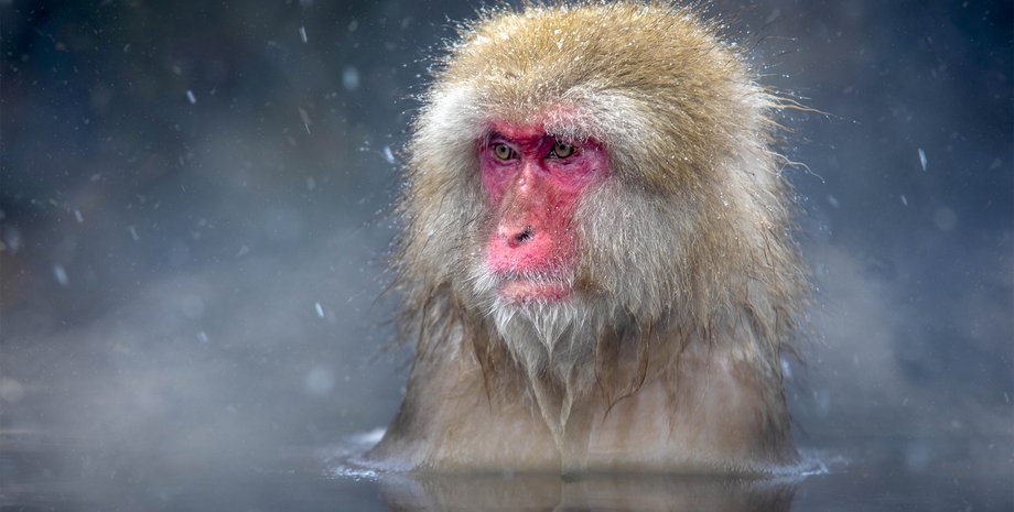 Японская макака, обезьяна, макака