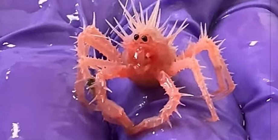 краб, королівський краб, дитинча краба