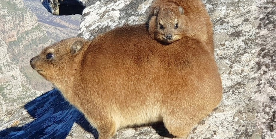 животное скальный даман