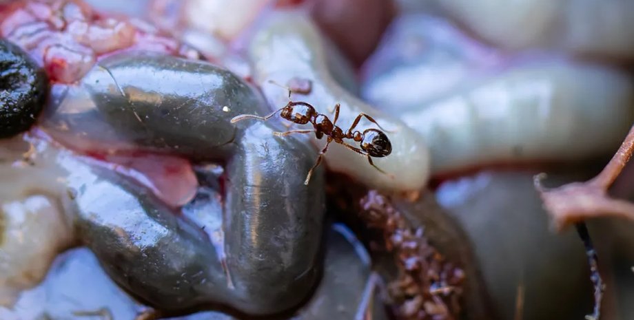 муравьи, огненный муравей