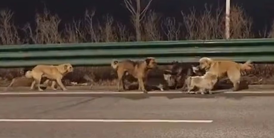 собаки собаки навігація