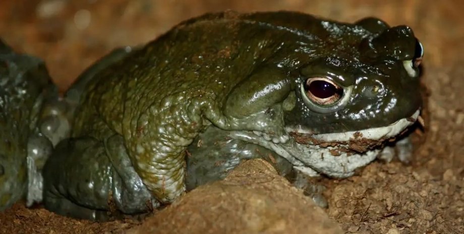 жаба пустелі Сонора