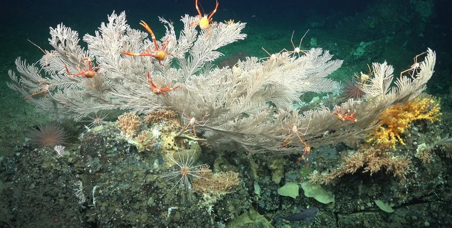 коралловый риф, новый коралловый риф