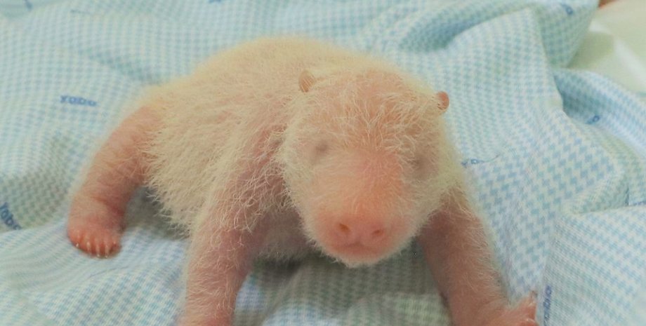 дитинча великої панди