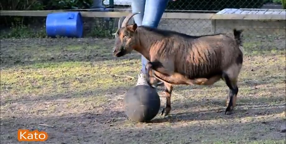 Скриншот видео