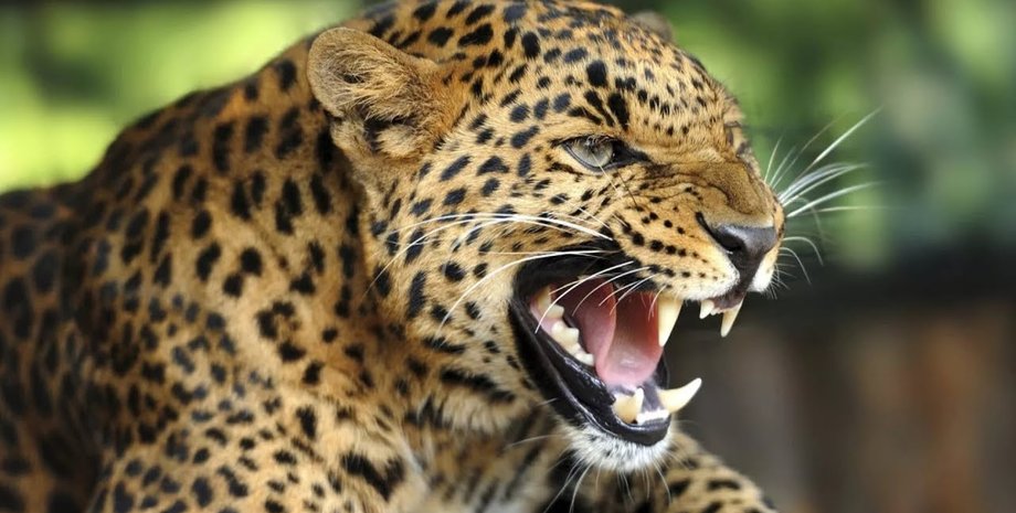 Фото: pinterest.com