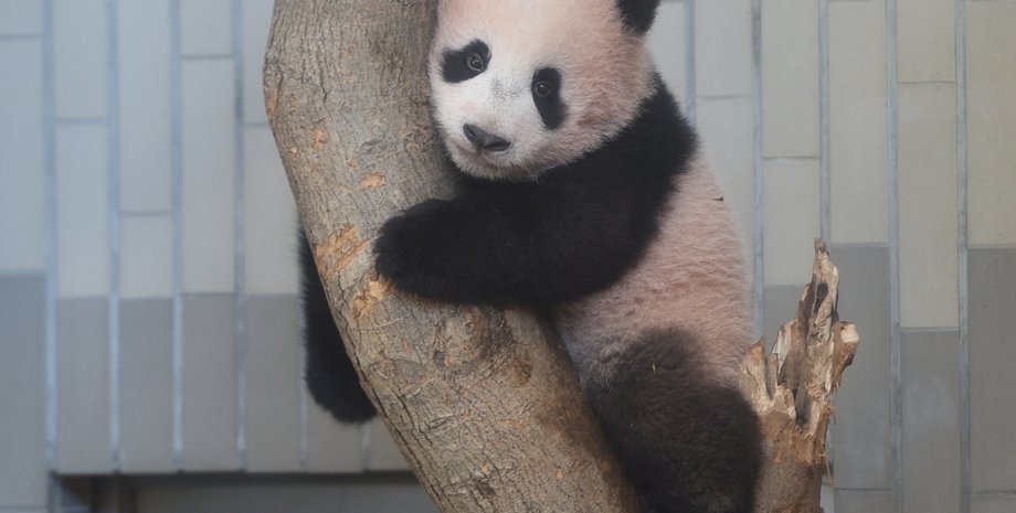 Сян-Сян / Фото: japantimes.co.jp