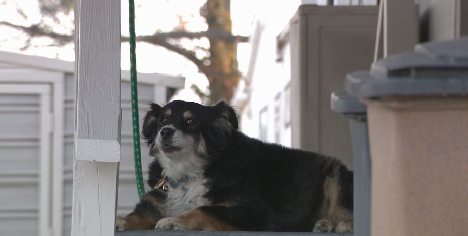 собка получила наследство, бордер-колли