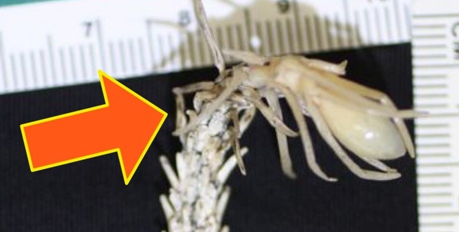 рогатая гадюка, рогатая гадюка с паукообразным хвостом