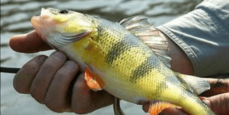 Желтый окунь, рыба, рекордный улов, рыбак поймал настоящего монстра, мужчина побил рекорд, огромная рыба, любительская рыбалка