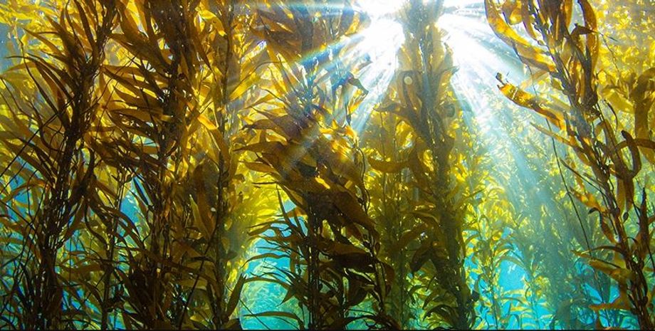 океанические леса, подводные леса, леса в океане
