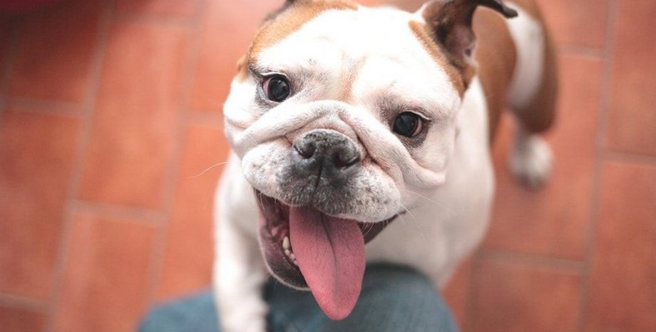 Английский бульдог