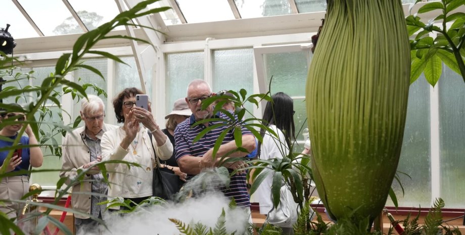 цветок Путриции, цветение, трупный цветок, новости мира, цветение, amorphophallus titanum, bunga bangkai