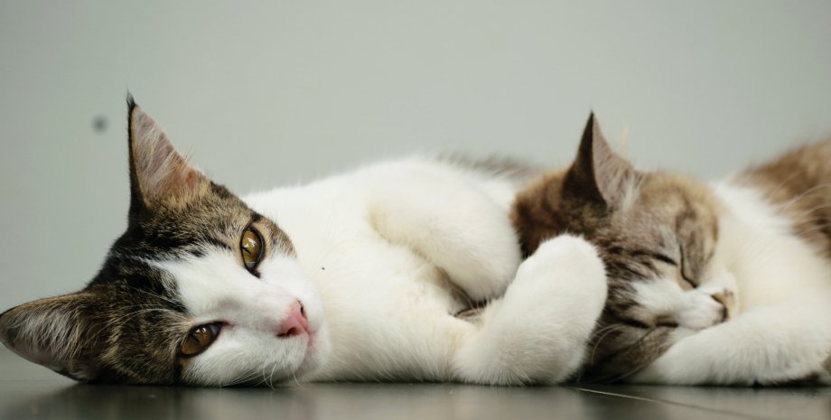 Почему кошки мурлыкают: механизм урчания и причины