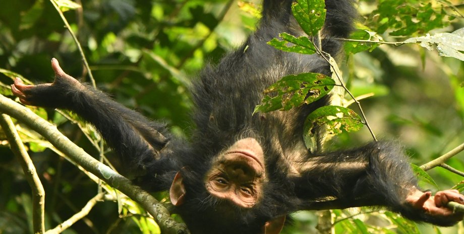 шимпанзе детеныш