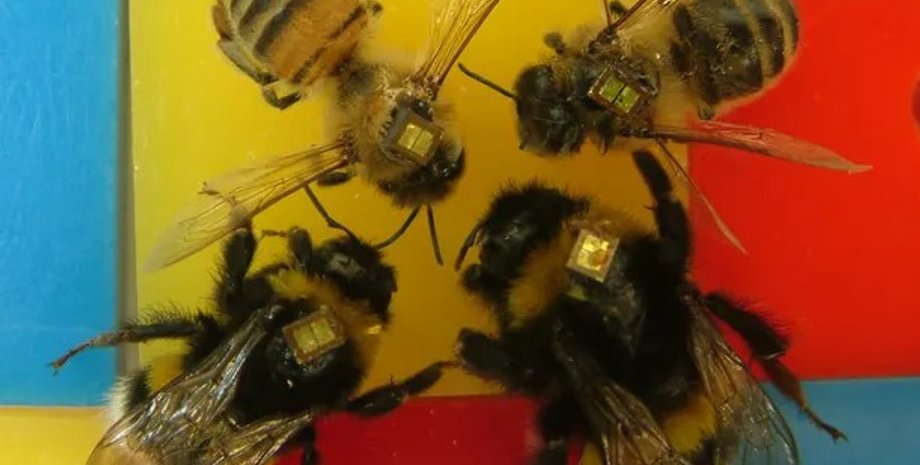 пчелы киборги