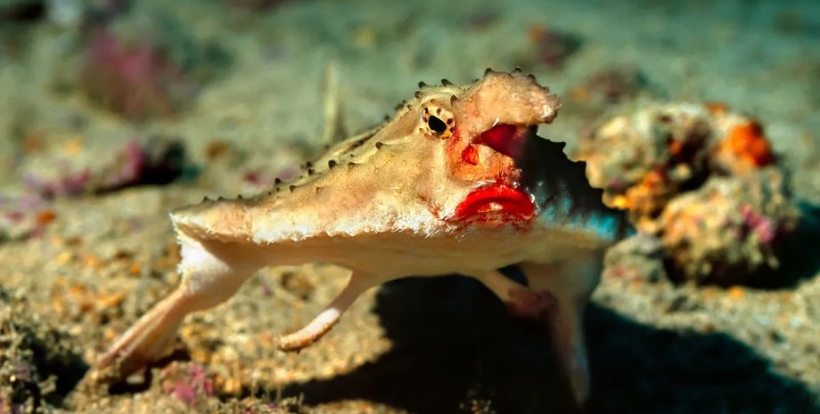 губы, нетопырь, красногубая нетопырь