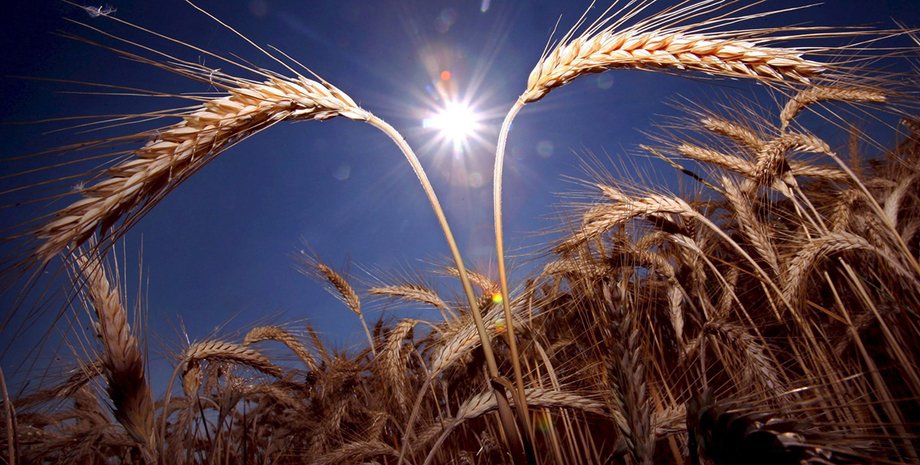 Фото: open4business.com.ua