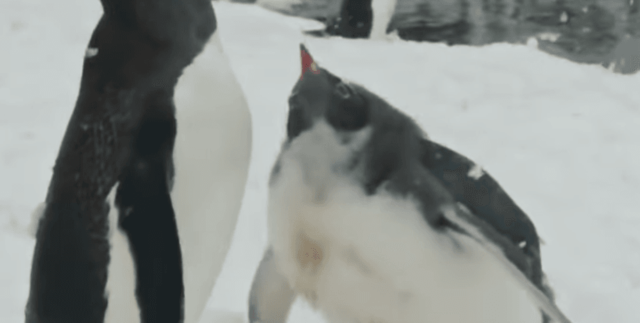 станция вернадского, полярники, новости Украины, пингвины, пингвины