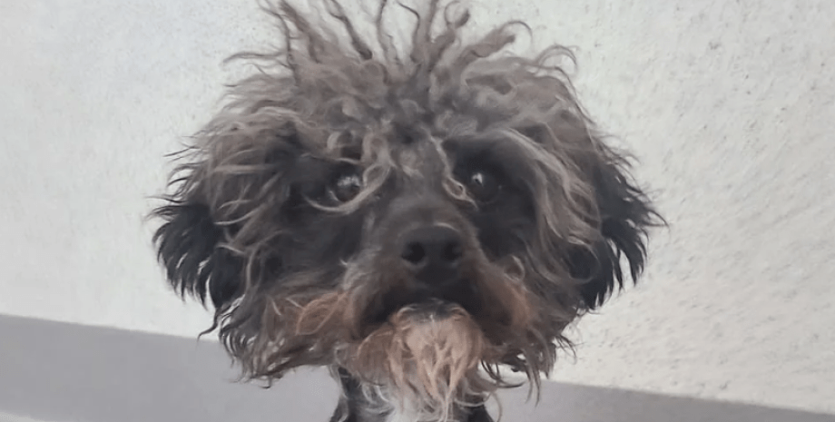 Бездомный пес по кличке Гизмо, самая гадкая собака стал красавцем, фото, преображение, животные, курьезы