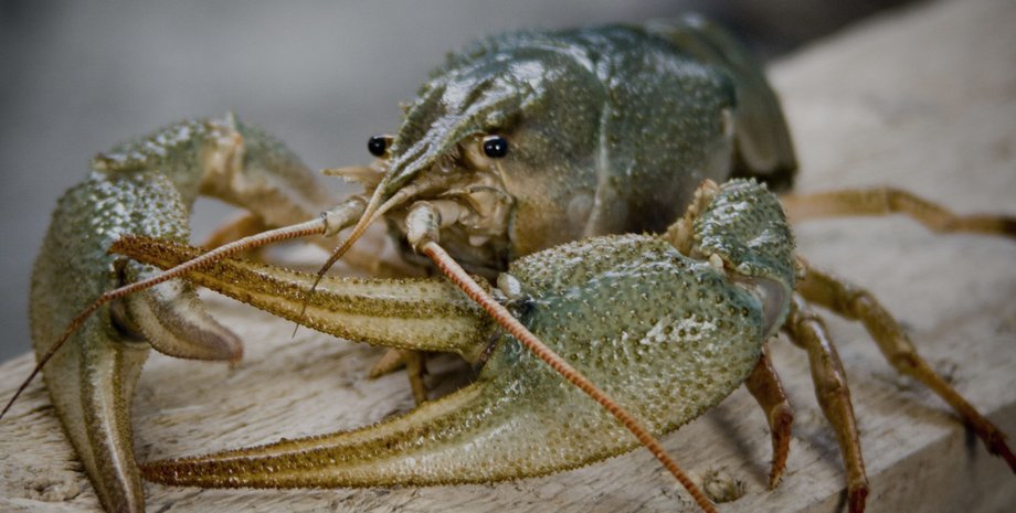 рак. китай, ресторан, рак напал на посетительницу, рак напал на девушку