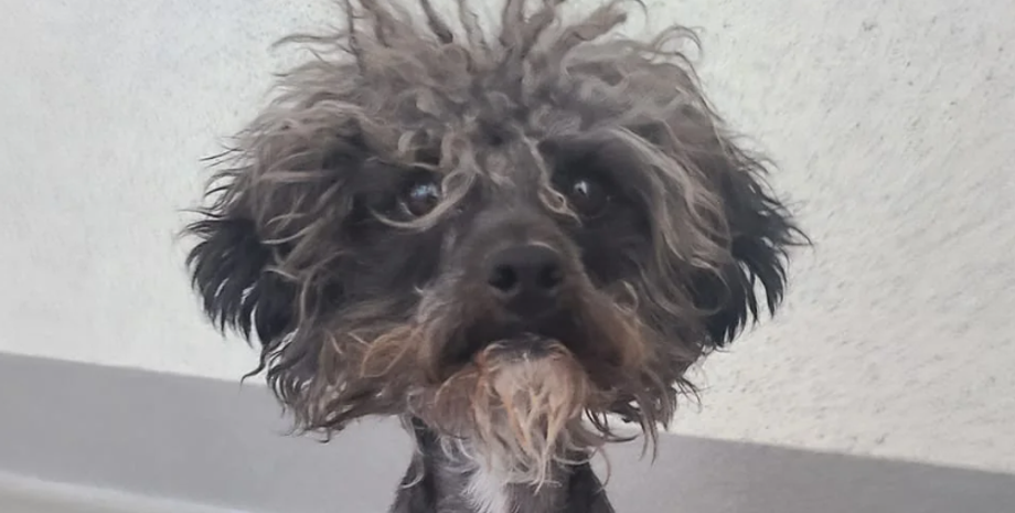 Бездомный пес по кличке Гизмо, самая гадкая собака стал красавцем, фото, преображение, животные, курьезы