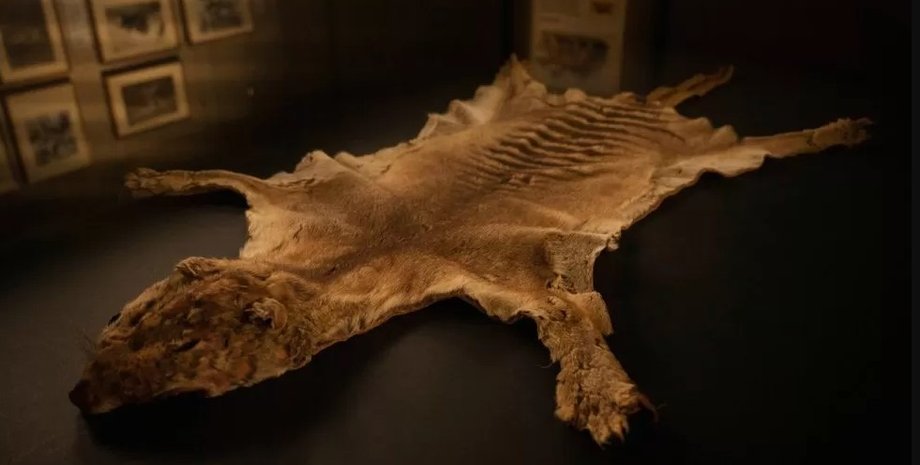 тасманийский тигр, тилацин