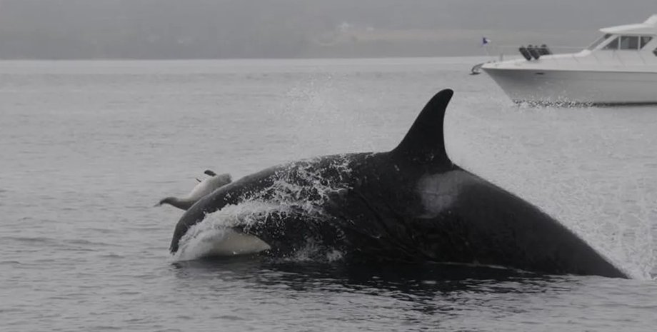 косатки, косатки полювання, косатки і морські свині