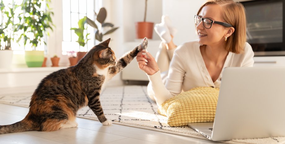 кошка, домашние животные, девушка