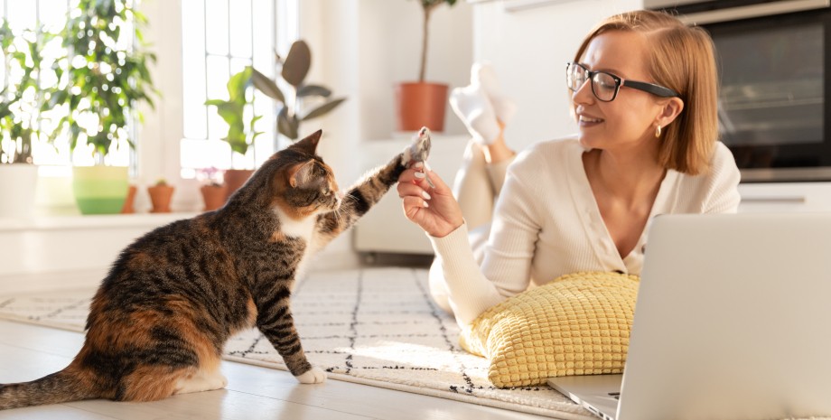 кошка, домашние животные, секонд-хенд кошка, домашние животные, секонд-хенд