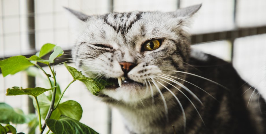 кошка, кошка ест цветы